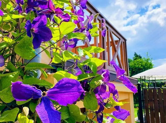 Ginger Appartement Kudowa-Zdrój